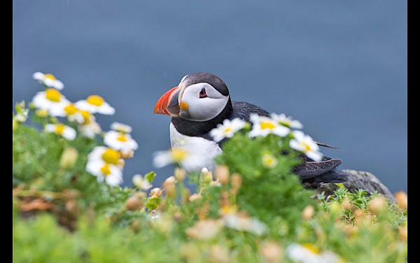 Irland, Mulitvisionsshow von Olaf Schubert