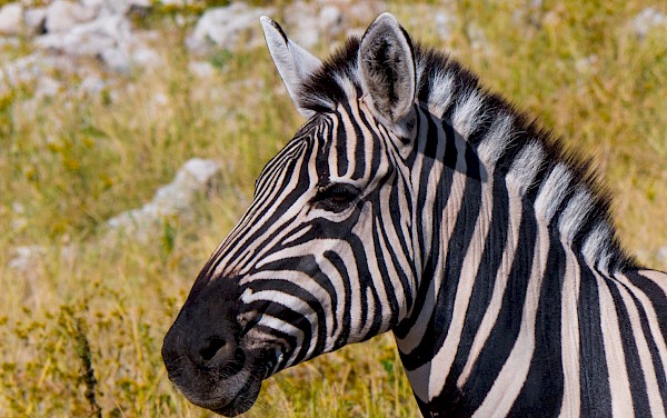 Traumhaftes Namibia